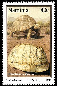 Geochelone stromeri on stamp of Namibia 1995