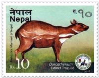 Dorcatherium on prehistoric mammal stamp of Nepal 2017