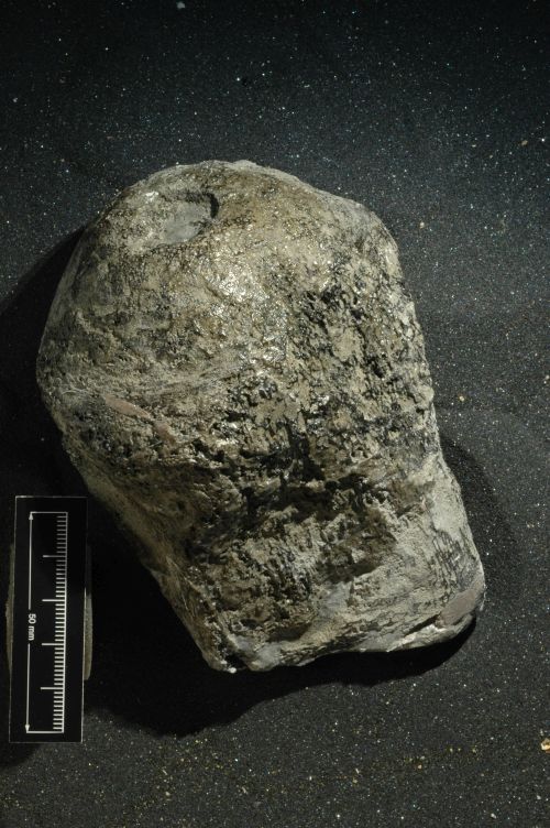 Titanosauridae bone discovered by Joan Wiffen at Mangahouanga Stream