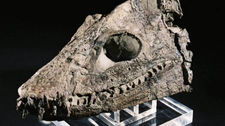This elasmosaurus skull was discovered by the late Joan Wiffen in the Urewera range