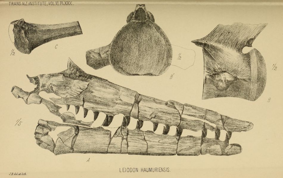 In 1874 James Hector described some Mosasaur remains, now known as Taniwhasaurus haumuriensis