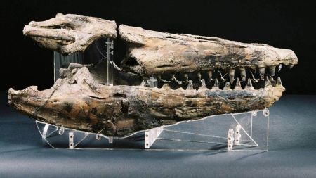 Mosasaurus skull was discovered by the late Joan Wiffen in the Urewera range