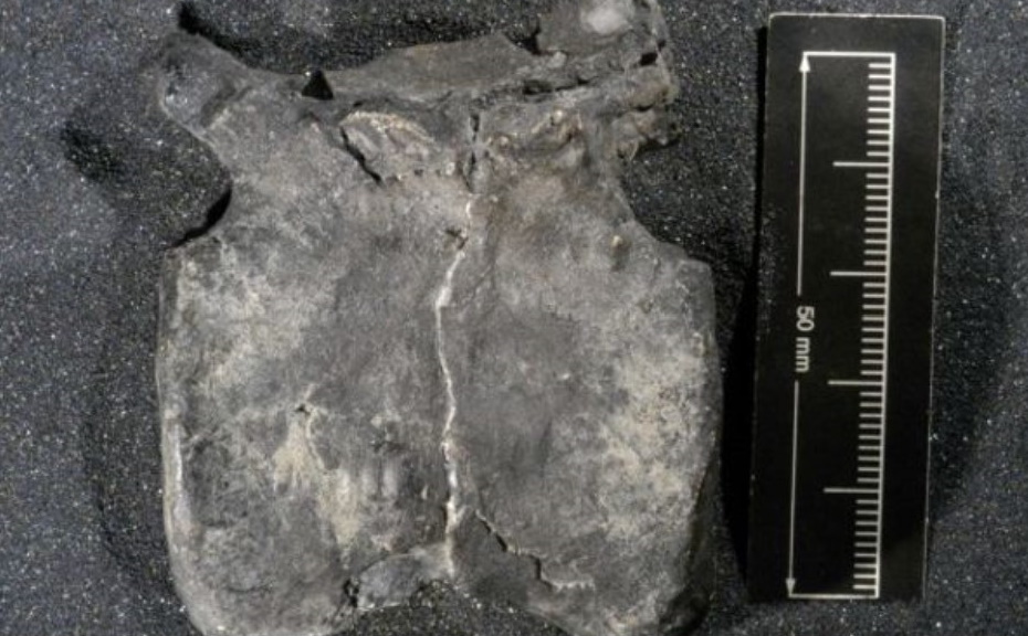 The first dinosaur bone of New Zealand, discovered by Joan Wiffen and her team