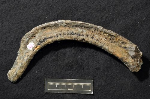 Ankylosauria bone discovered by Joan Wiffen at Mangahouanga Stream