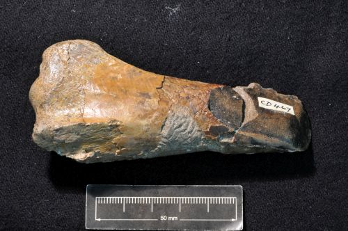 Pterosaur bone discovered by Trevor Crabtree at Mangahouanga Stream
