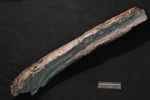 Sauropoda bone discovered by Joan Wiffen at Mangahouanga Stream