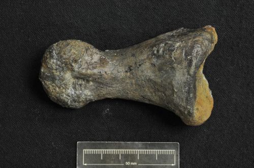 The theropod bone found by Joan Wiffen in 1975