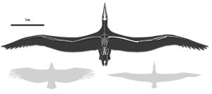 Reconstruction of prehistoric bird Palagornis