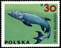 Devonian fish Eusthenopteron on stamp of Poland 1966