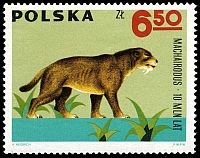 Machairodus, on stamp of Poland 1966