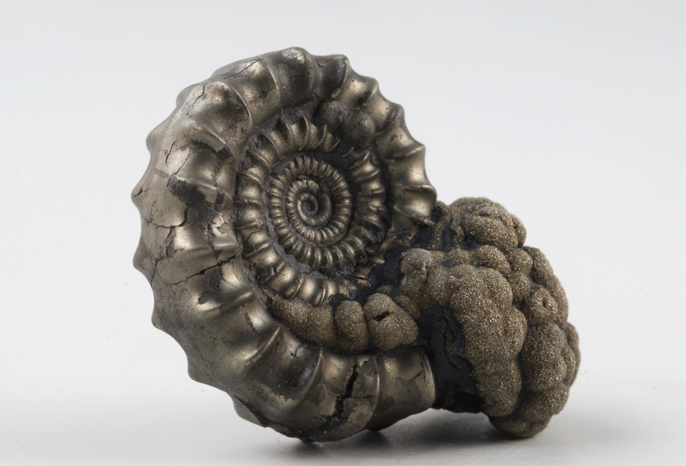 Ammonite fossil shell, Echioceras sp. in paleontological collection of Coimbra University