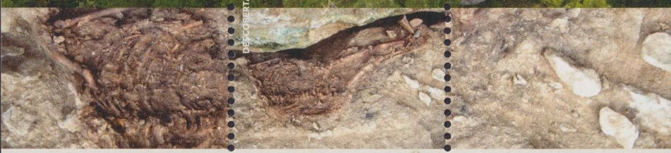 Fossil of Lagar Velho Boy on stamps of Portugal 2025, Click to enlarge Fossil of Lagar Velho Boy on stamps of Portugal 2025