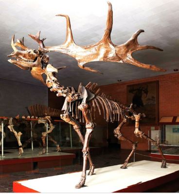 P.P. Stakhanov with skeleton of Megaloceros giganteus