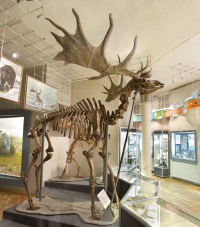 Skeleton of Megaloceros giganteus at zoological exhibit at the Siberian-Ural Scientific and Industrial Exhibition in 1887