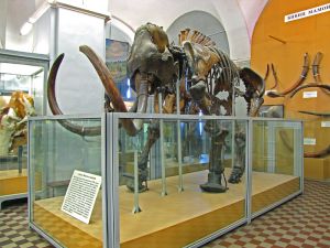 Adams Mammoth on exhibition of Zoological Museum of the Academy of Sciences in St. Petersburg