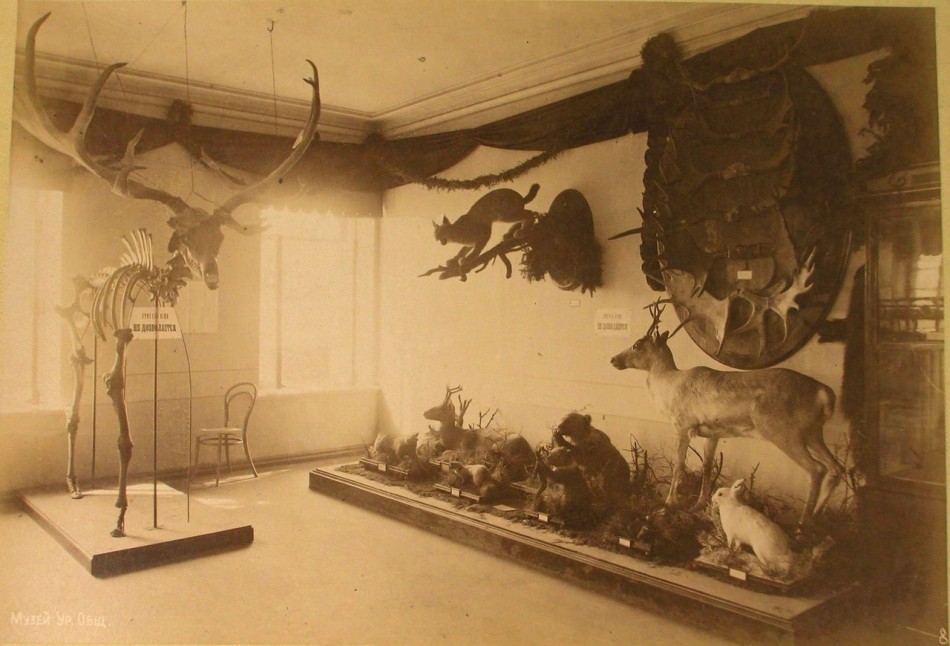 Skeleton of Megaloceros giganteus at zoological exhibit at the Siberian-Ural Scientific and Industrial Exhibition in 1887