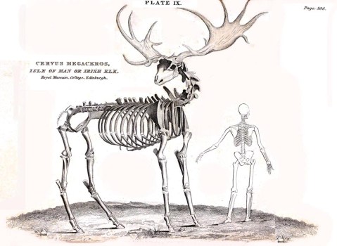 The drawing of Irish elk from Isle of Man from a book “Essay on the THEORY OF THE EARTH, BY Baron G.  Cuvier” published in 1827