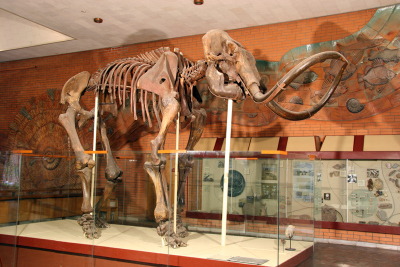 Mammoth skull in Paleontologic Museum of Moscow