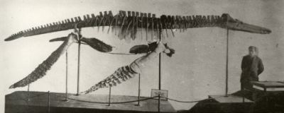 Skeleton of Pliosaurus irgisensis