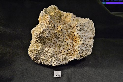 Fossil of coral Solenastrea desmoulinsi from  Dubova, Slovakia