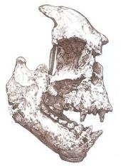 Fossil of prehistoric primate Epipliopithecus vindobonensis on cachet of FDC of Slovakia 2022