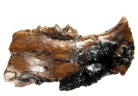 mandible of Prohyracodon telleri from collection of Kamnik Natural History Museum