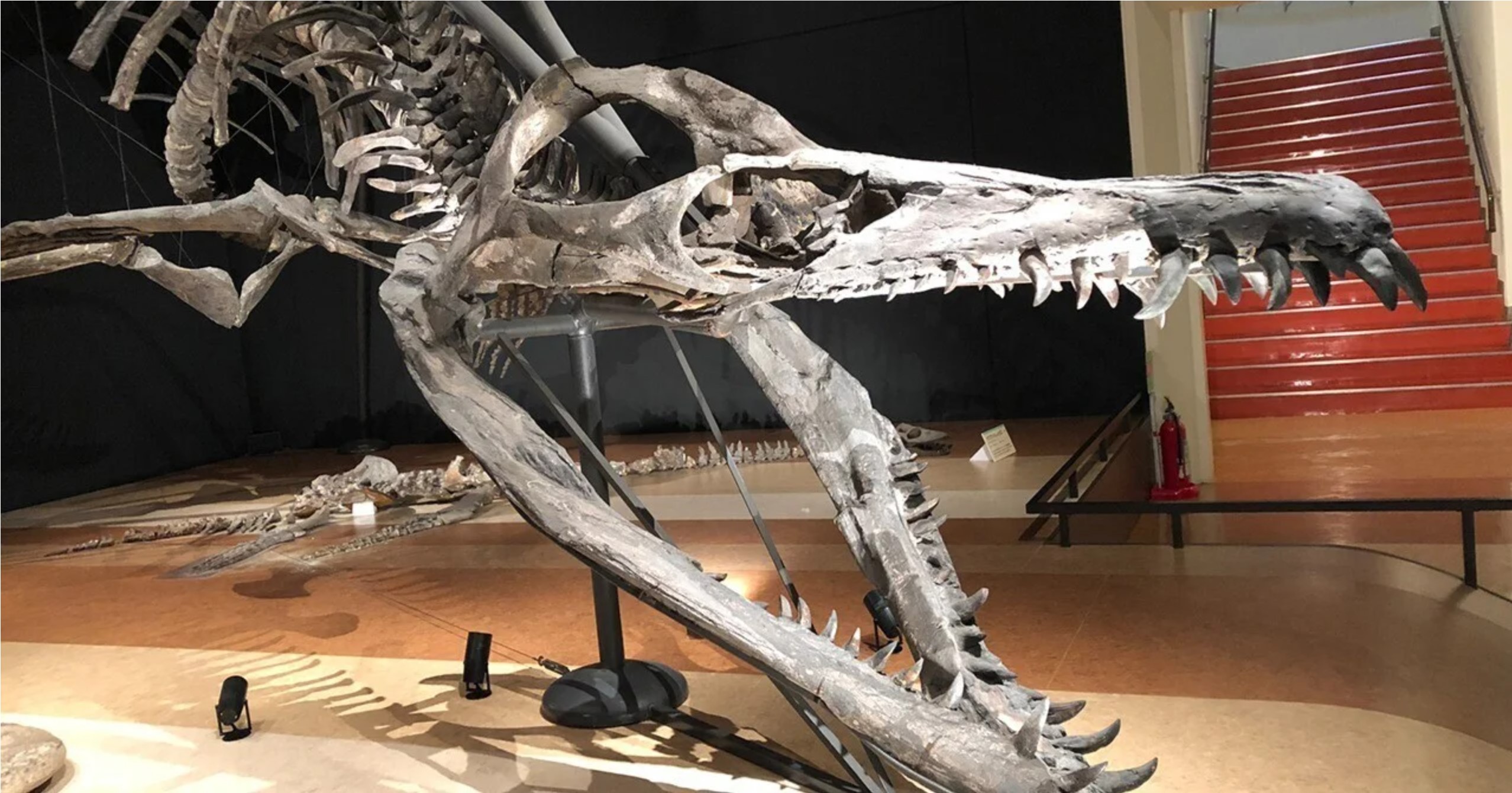 The skull of Liopleurodon on display in Iwaki City Coal and Fossil Museum Horuru in Iwaki city, Japan