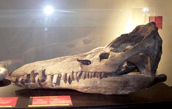 The skull of Liopleurodon on display in Mar Mummus Museum in Albarracín