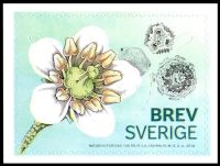 prehistoric flower Silvianthemum suecicum on stamp of Sweden 2016