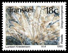 Ginkgo koningensis on stamp Transkei 1990