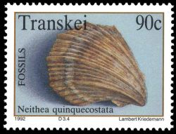 Neithea quinquecostata fossil on stamp of Transkei 1992
