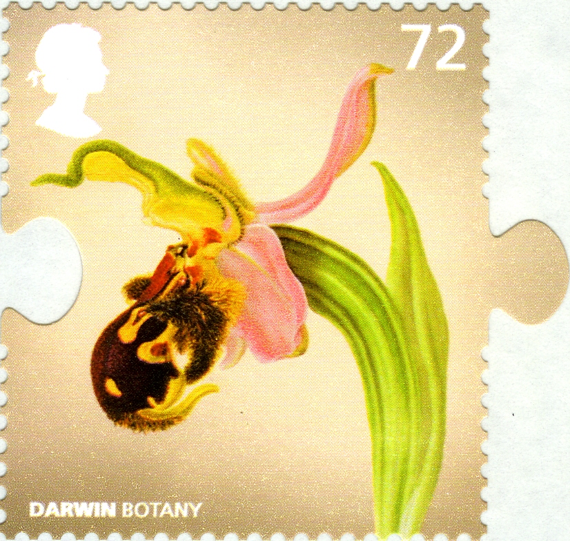 Bee orchid on stamp of UK 2009