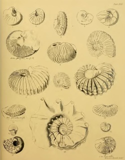 Some fossils from The Fossils of the South Downs book of Gideon Mantel