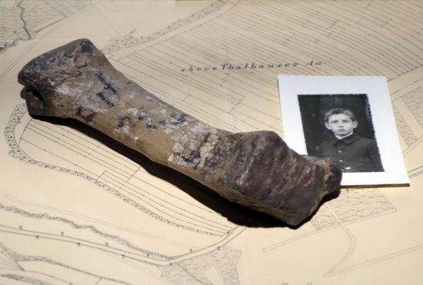 The bone of Plateosaurus, discovered by Hermann Weiss with its photo.