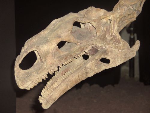 The skull of the Plateosaurus