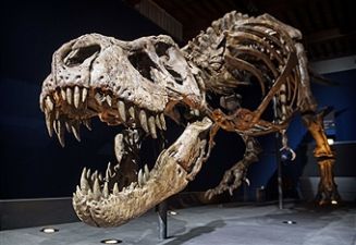 Skeleton of Trix Tyrannosaurus