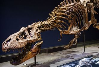 Skeleton of Trix Tyrannosaurus
