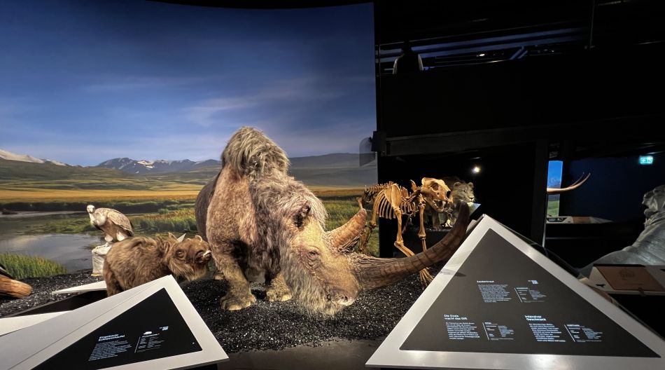 Mother and calf Coelodonta antiquitatis on the travelling Ice Age exhibition - Rosenheim, Germany, 2022