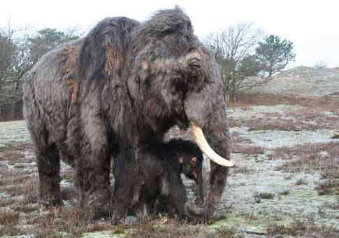 The Mammoth female and calf reconstruction created by Dutch sculptor Remie Bakker in 2015