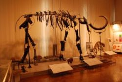 Mammoth's fossils of Natural History Museum of Slovenia in Ljubljana