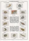 Page54 of Darwin and evolution exhibition of Jos van den Bosch