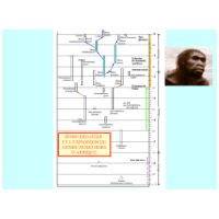 Page24 of The Evolution Of Prehistoric Men - exhibit of Dominique ROBILLARD 
