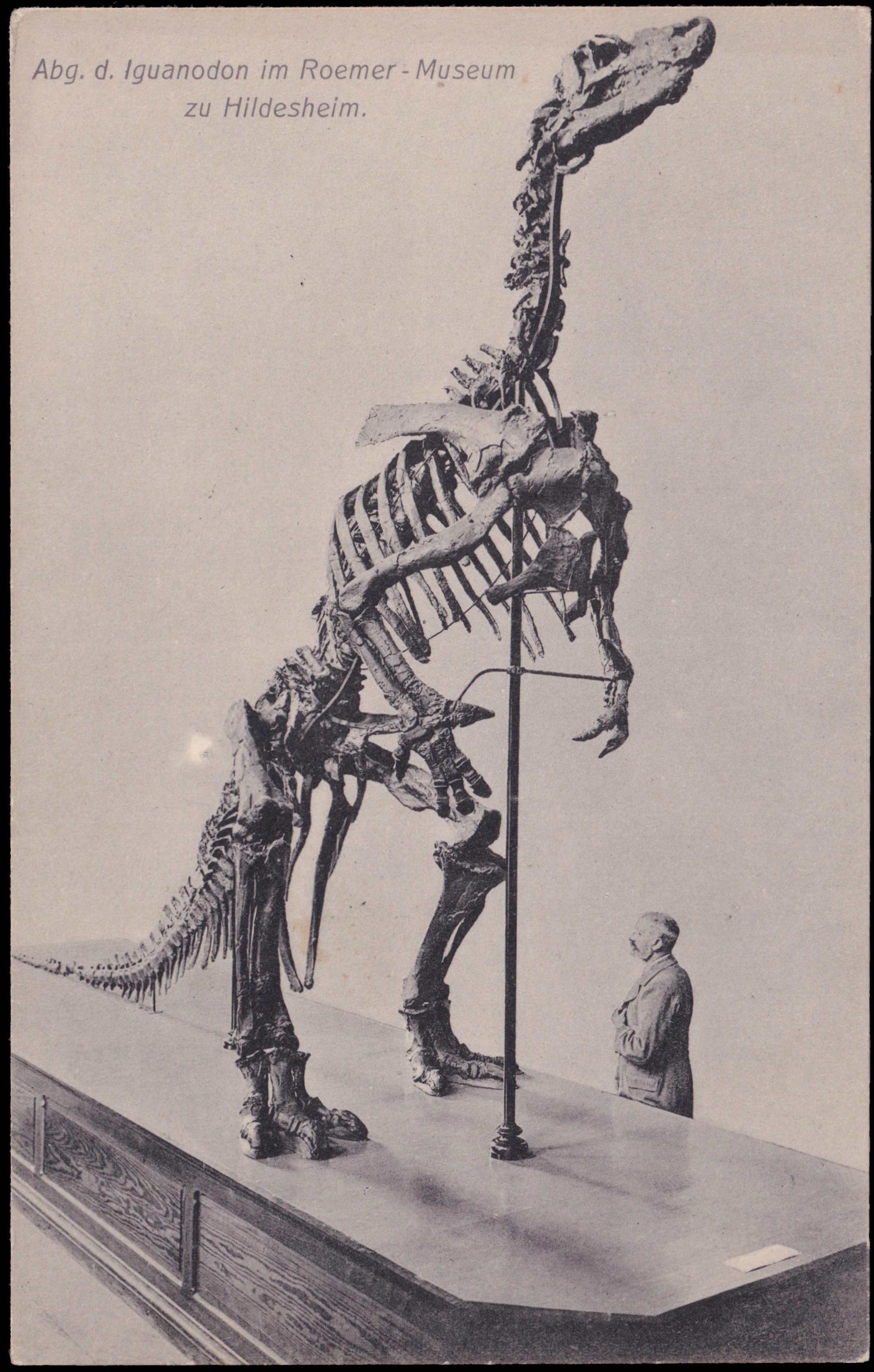 Cast Iguanodon bernissartensis, in collection of the Roemer Museum in Hildesheim on vintage postcard of Germany 1913