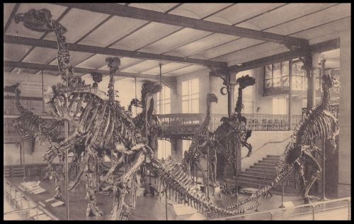 Skull of Iguanodon bernissartensis, in collection of the Roemer Museum in Hildesheim on vintage postcard of Germany 1913