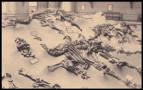 The Iguanodon bernissartensis skeletons preserved in their original burial positions at the Royal Belgian Institute of Natural Sciences, Brussels, on a vintage Belgian postcard