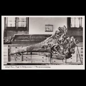 Ichthyosaur, pterosaur and other fossil of postcard of Germany 19xx