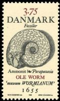 Ammonite discoverd by Ole Worm