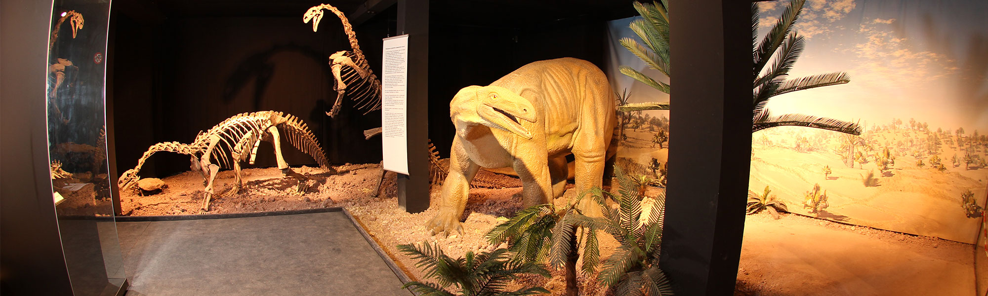 Plateosaurus on exhbit of the Auberlehaus Lore Museum in Trossingen.