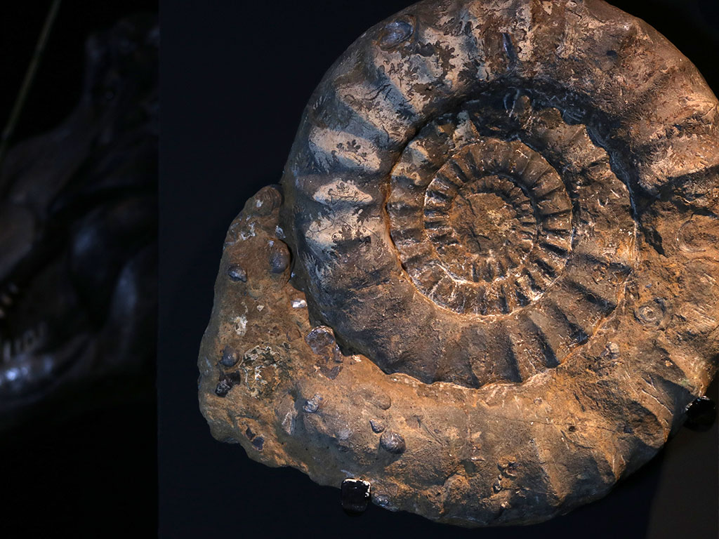 Ammonite from collection of the Auberlehaus Lore Museum in Trossingen on postmark of Germany 1984