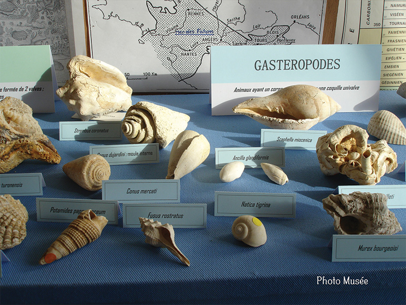 Gastropods from collection of Savigneen Museum
